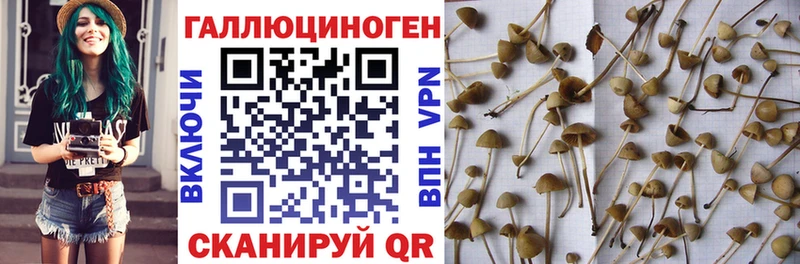 закладка  Николаевск  Галлюциногенные грибы мицелий 